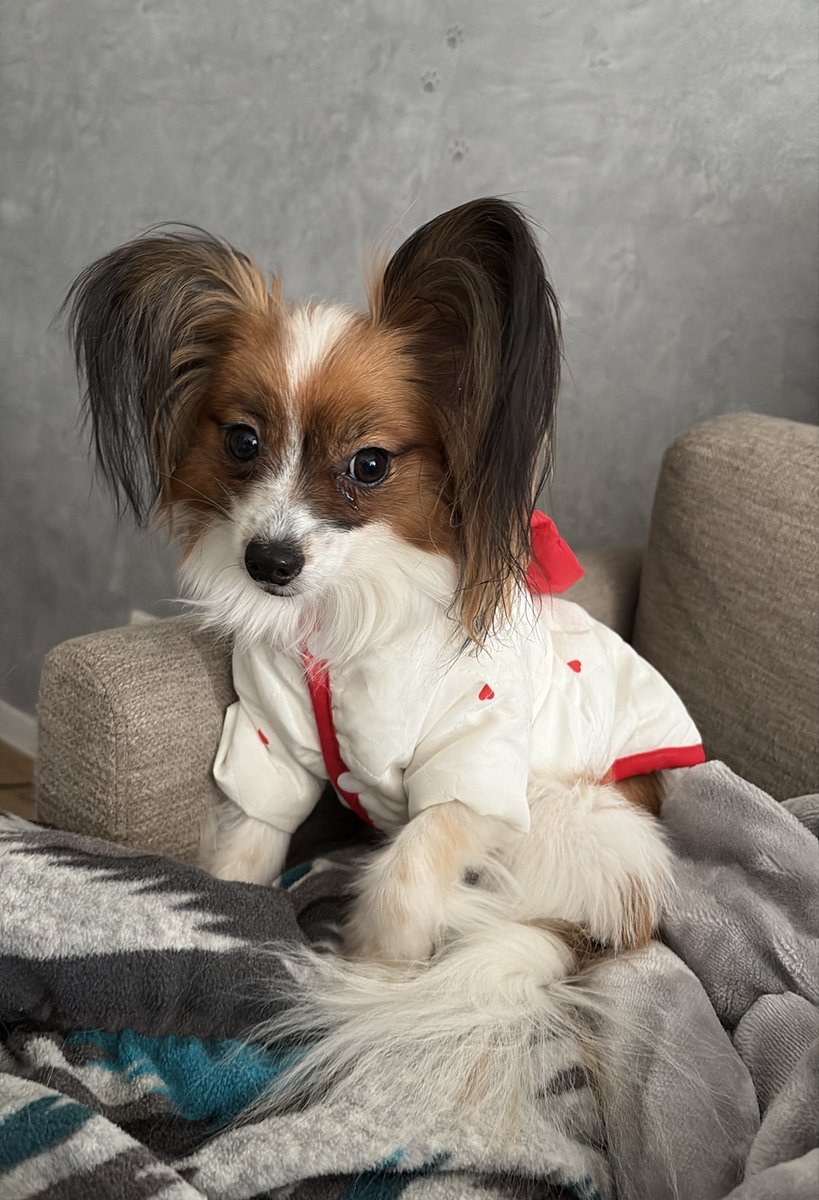 nalcaritan's tweet image. 異常に寒がりなもも🍑
お散歩イヤイヤな季節がやって参りました😅
いい感じの部屋着が届くまでダウン着ときなさい🤭
ペット用こたつでも買おうかな…
#パピヨン 
#きょうのわんこ