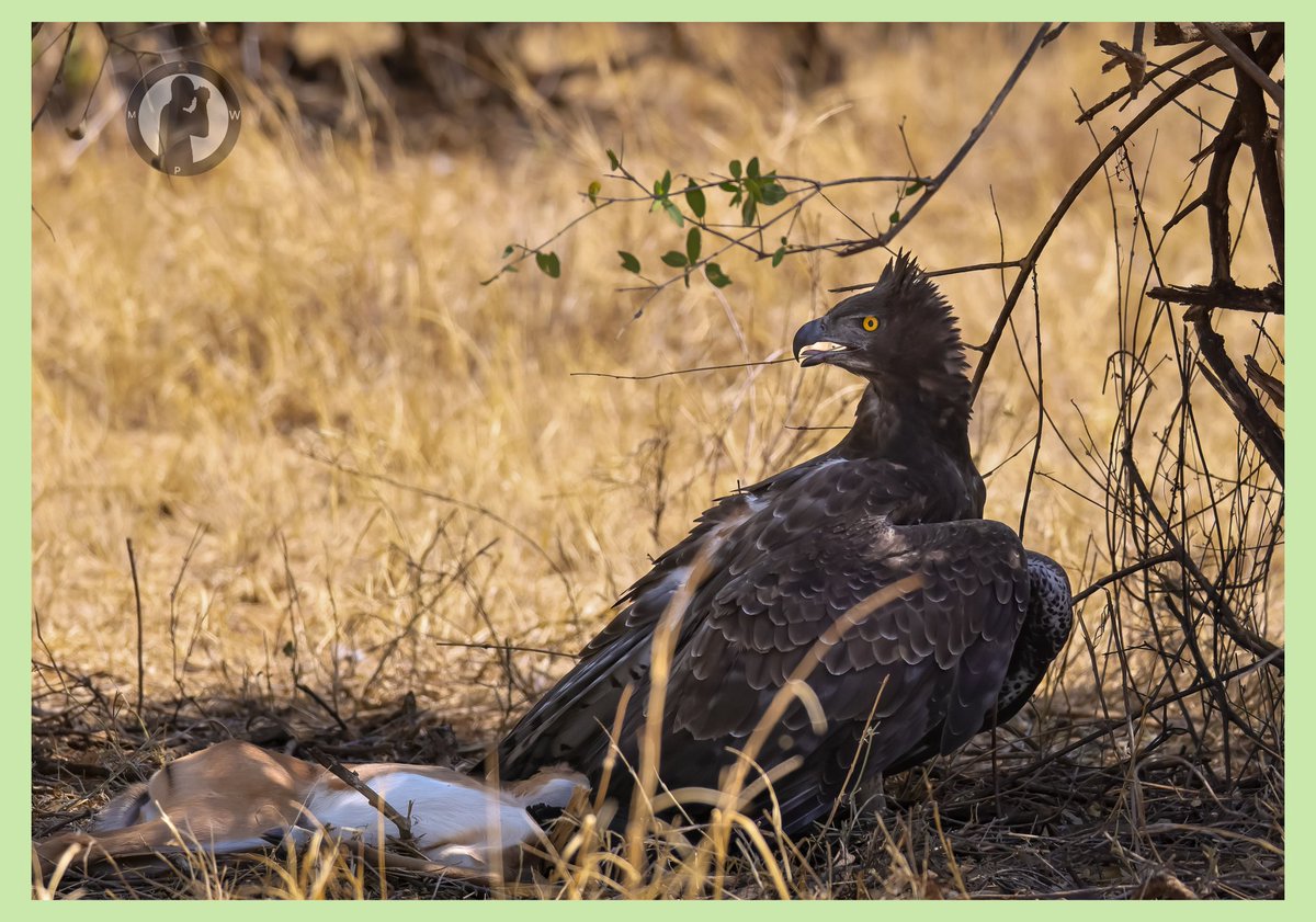 Martial Eagle with a kill.

Samburu National Reserve,Kenya.