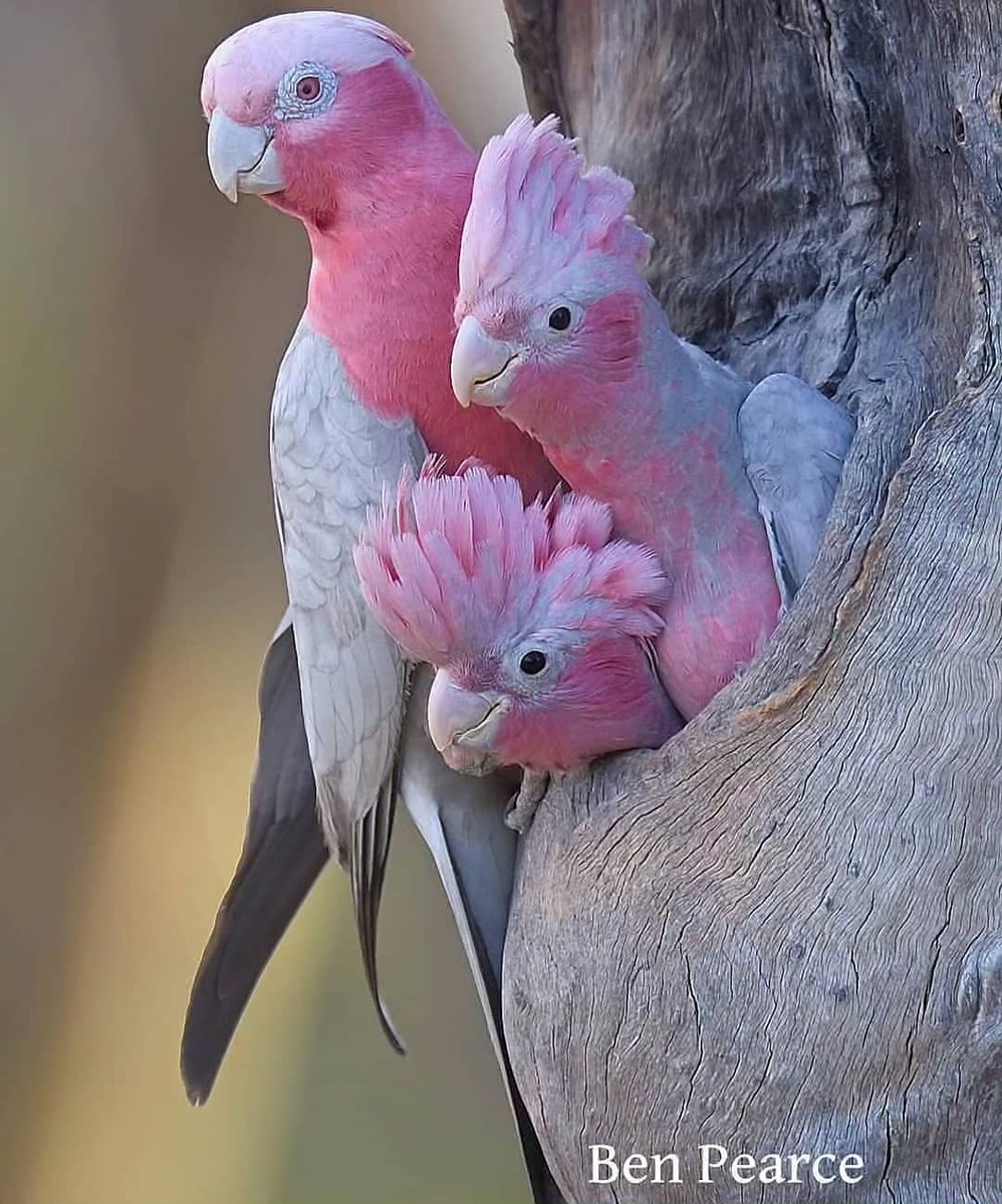 MbarkCherguia's tweet image. Galah Cockatoo

📸: Ben Pearce ©️