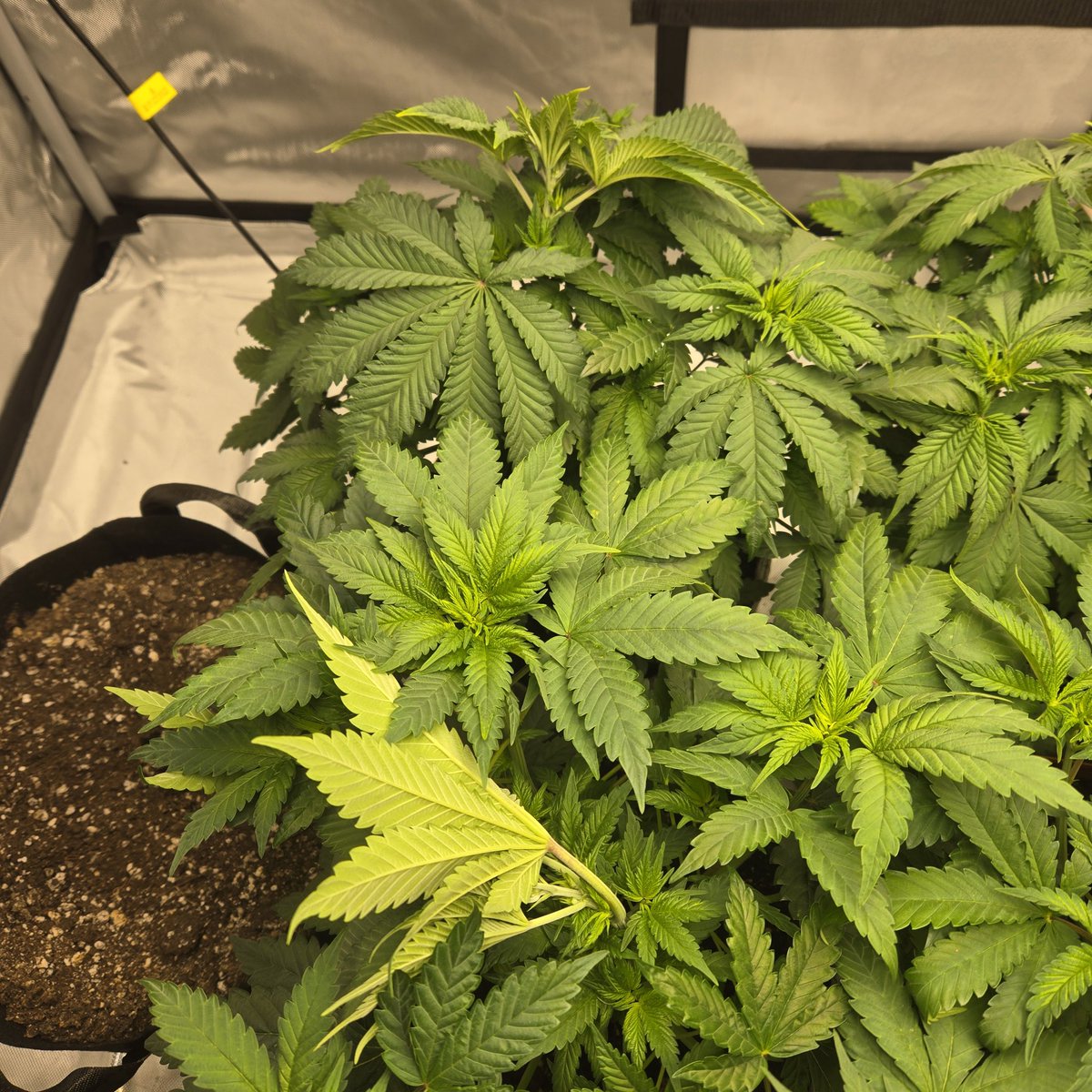 ElevatedExpdton's tweet image. They got tea this am! Blast off time. I kept a male =] surprise mfers