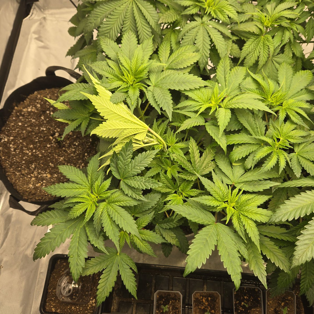 ElevatedExpdton's tweet image. They got tea this am! Blast off time. I kept a male =] surprise mfers