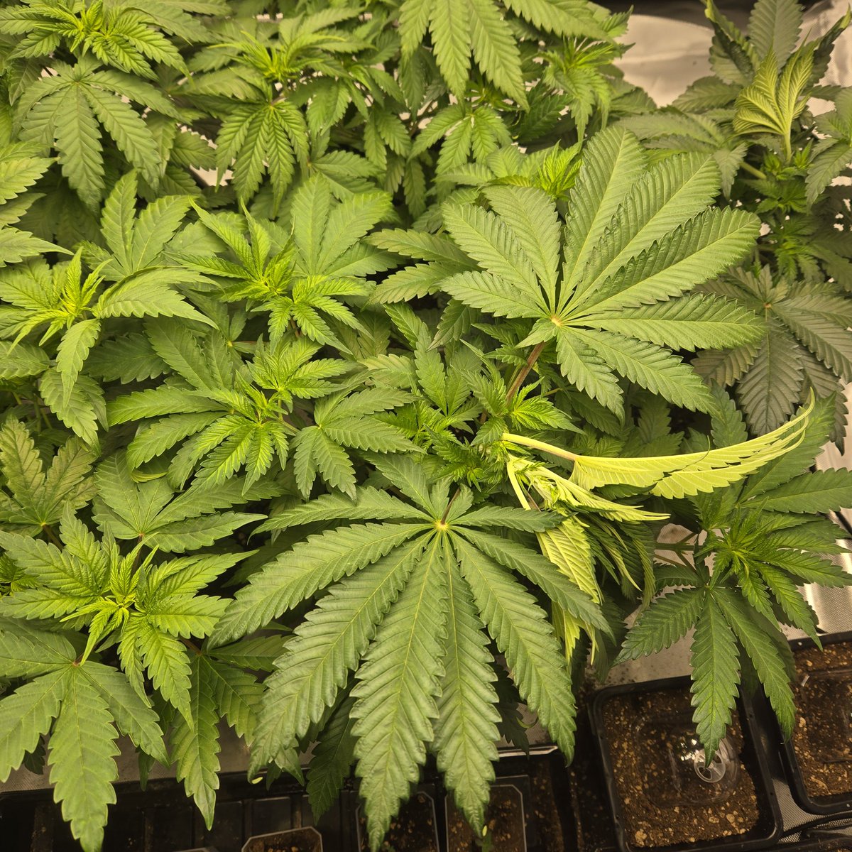 ElevatedExpdton's tweet image. They got tea this am! Blast off time. I kept a male =] surprise mfers