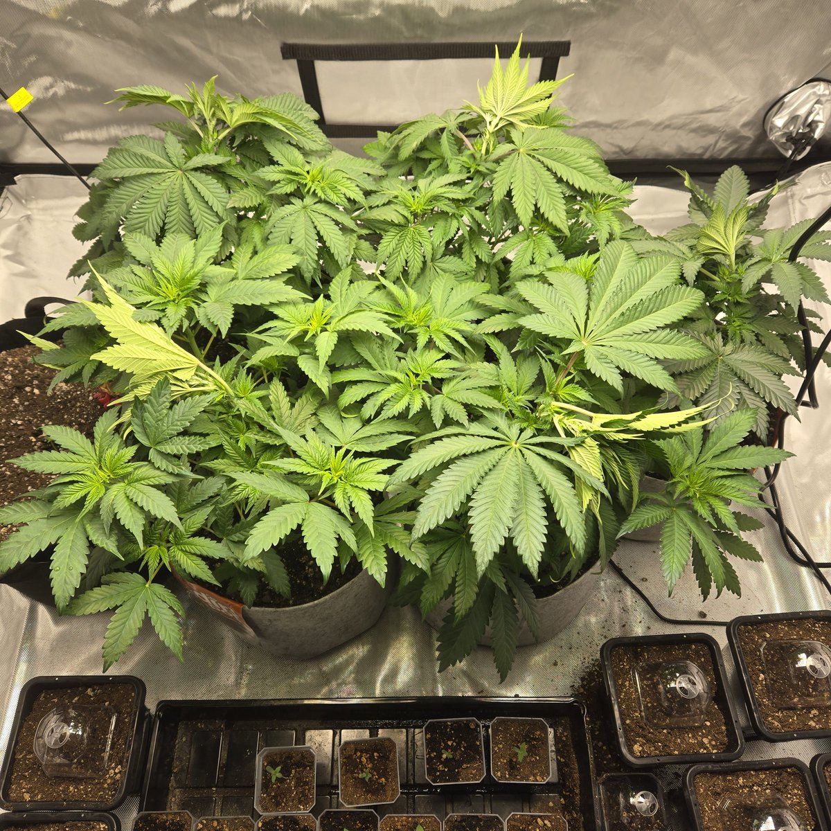 ElevatedExpdton's tweet image. They got tea this am! Blast off time. I kept a male =] surprise mfers