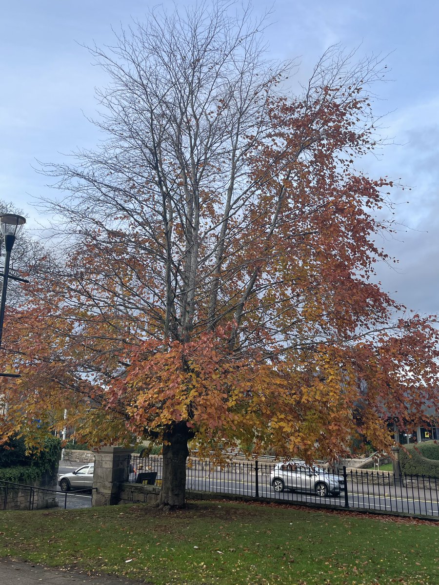 SpookyTreesHere's tweet image. A nice tree at the library last week #TreeClub