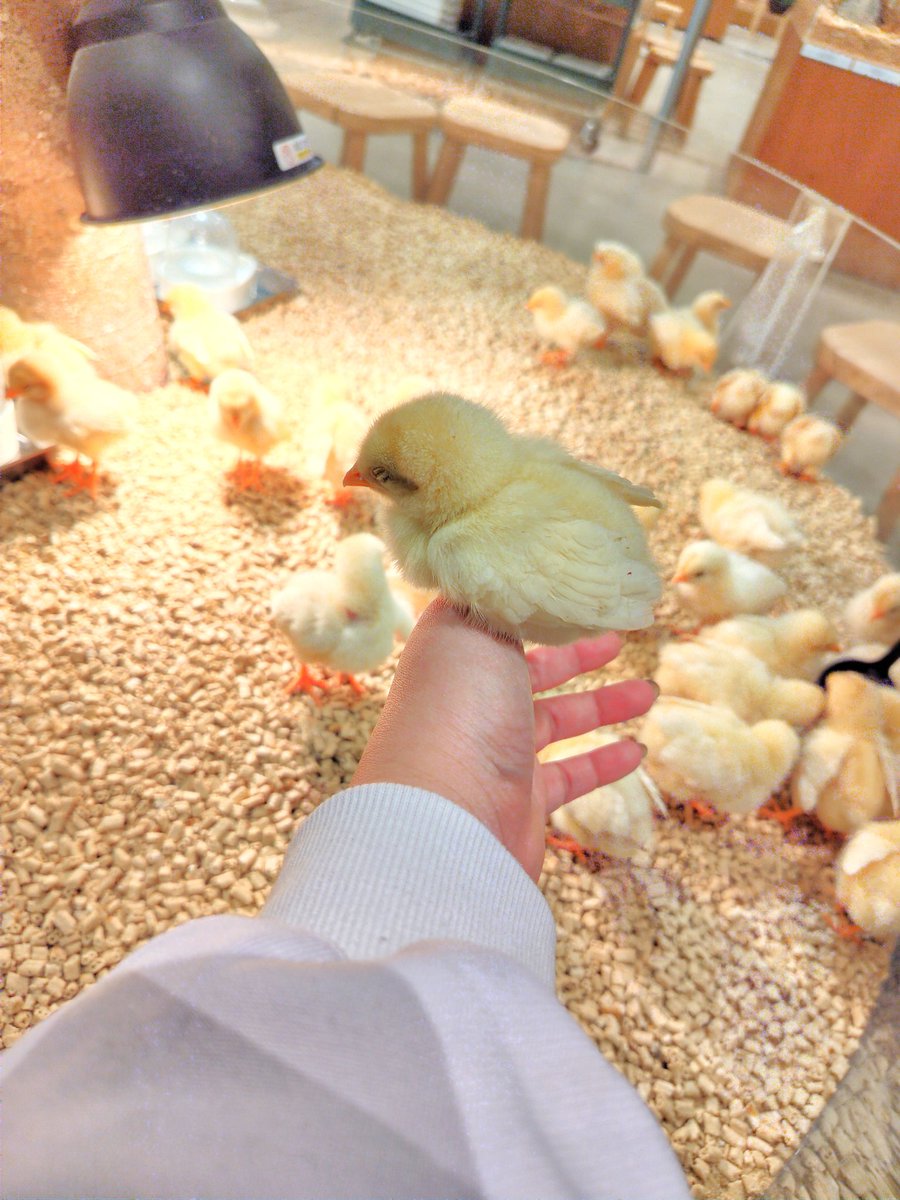 ラプラス公園に行って手にひよこ乗せてきた
ひよこサッとすくえるようになった└( 'ω')┘ﾑｷｯ