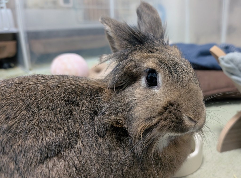 mlkchcusa's tweet image. ごはんおいしいねぇ

#うさぎ #うさぎのいる暮らし