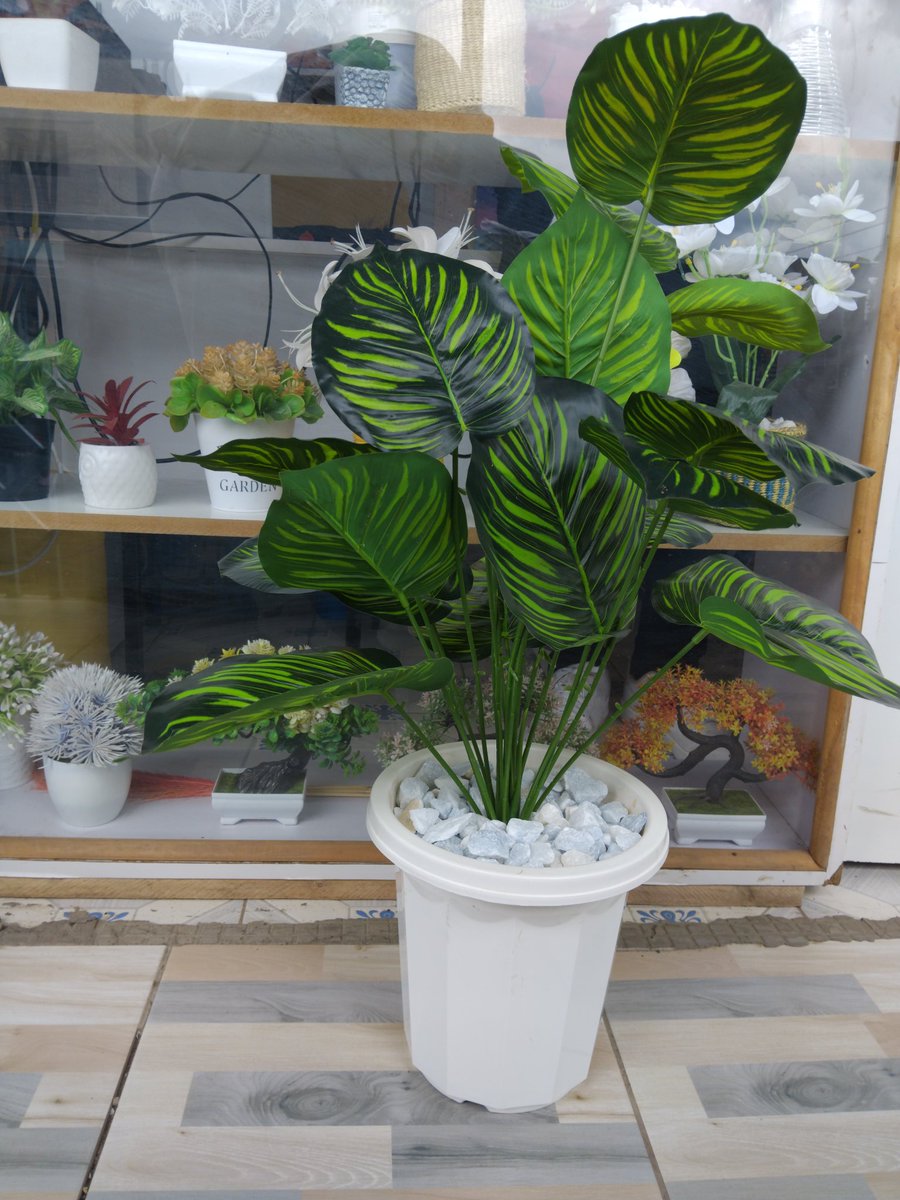 graphical_dan's tweet image. Room flower available🔥🔥
Call or Text 0798375582.
Delivery available countrywide.