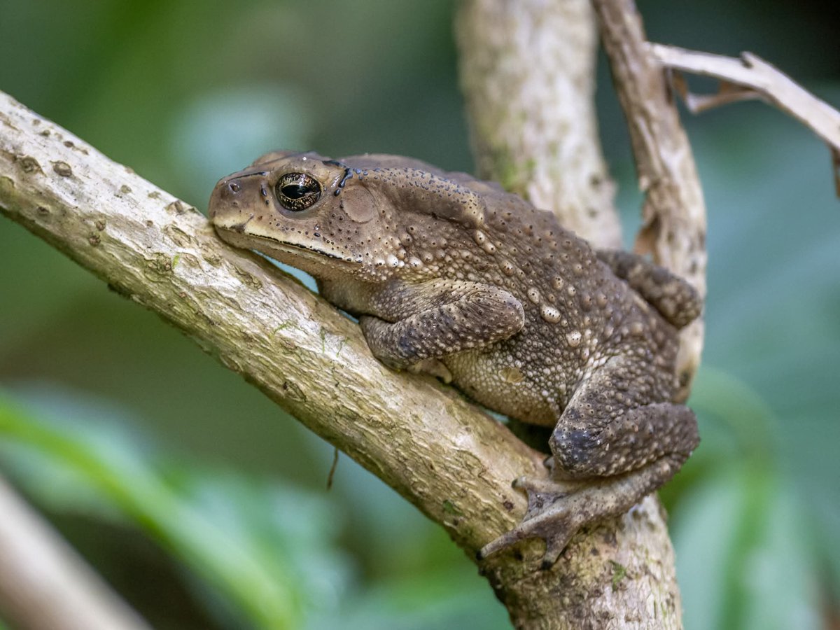 BP_Chua's tweet image. Asian Common Toad 
#toad #reptile #amphibian #animal #photography #Nikon