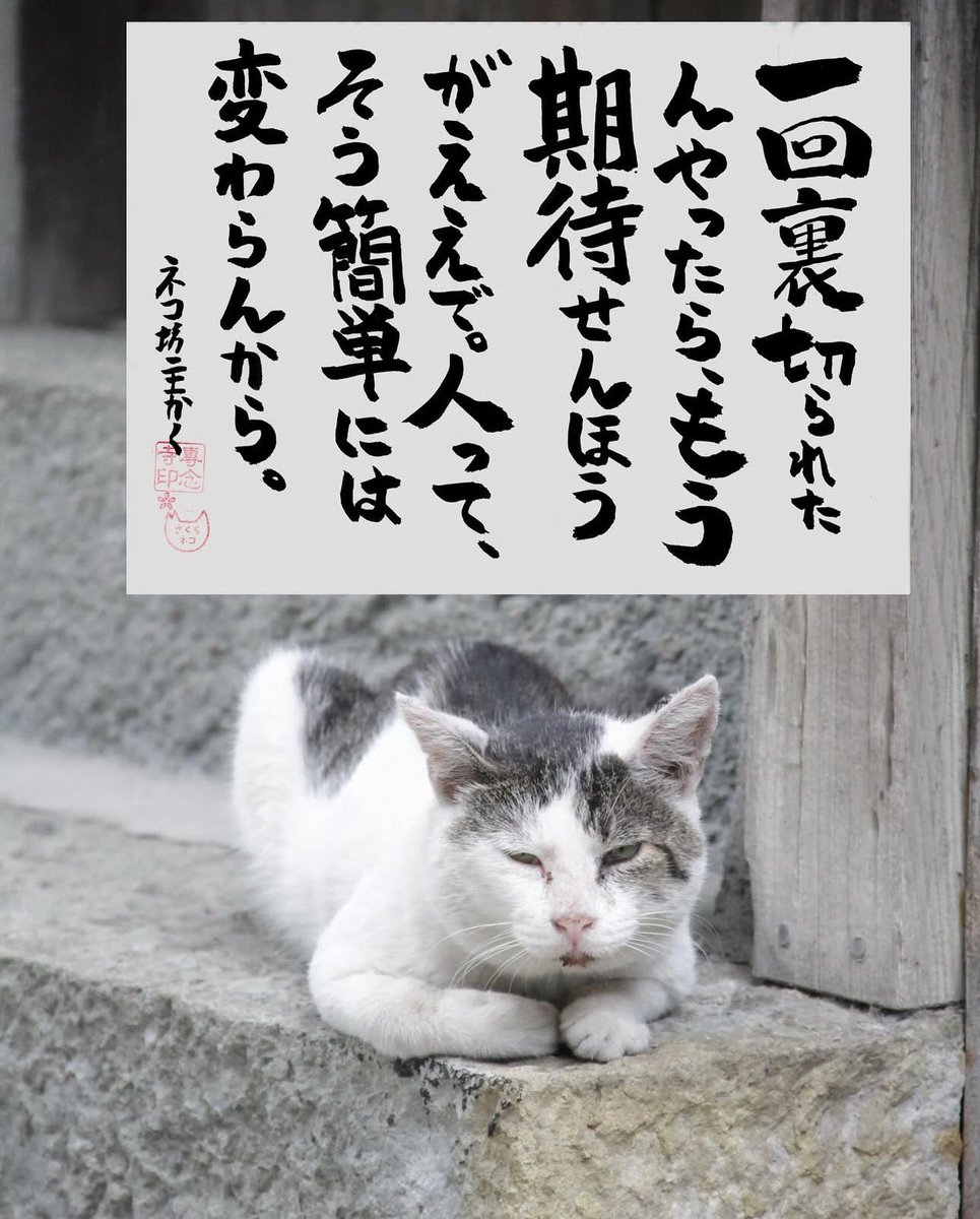 ネコさんから人間さんへ今日の一言