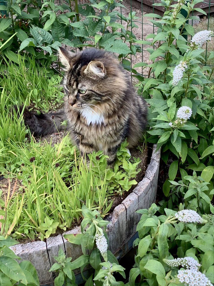 Nadine Algoet tweet media