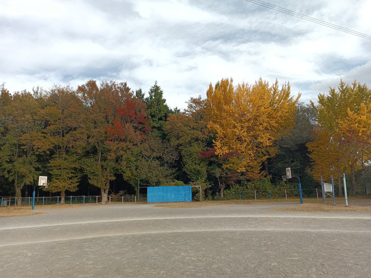 Tallowick's tweet image. I love ginkgos so much.