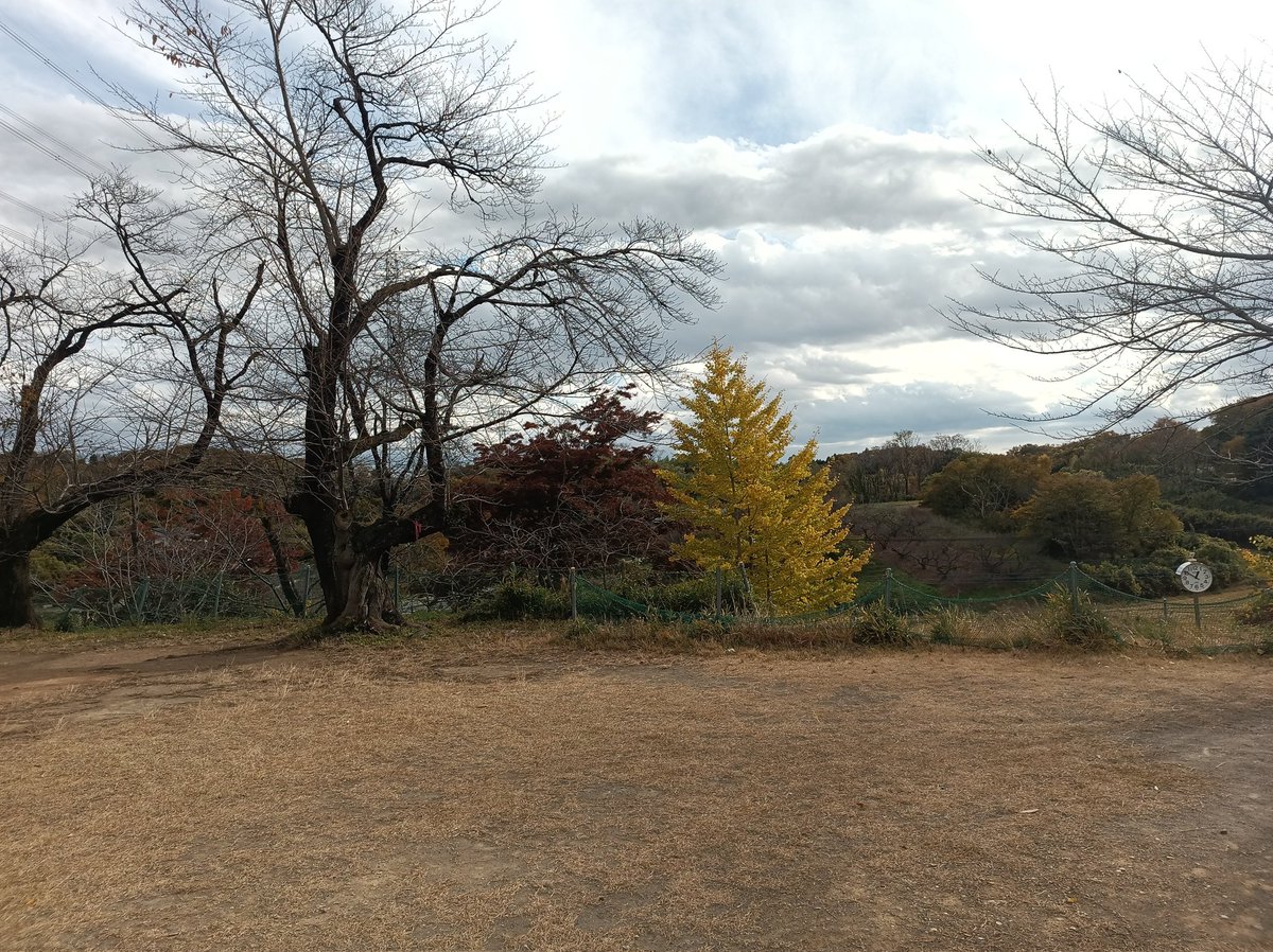 Tallowick's tweet image. I love ginkgos so much.