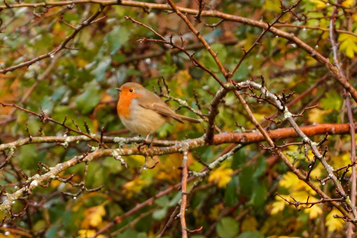 El precioso petirrojo en los bosques lebaniegos😍