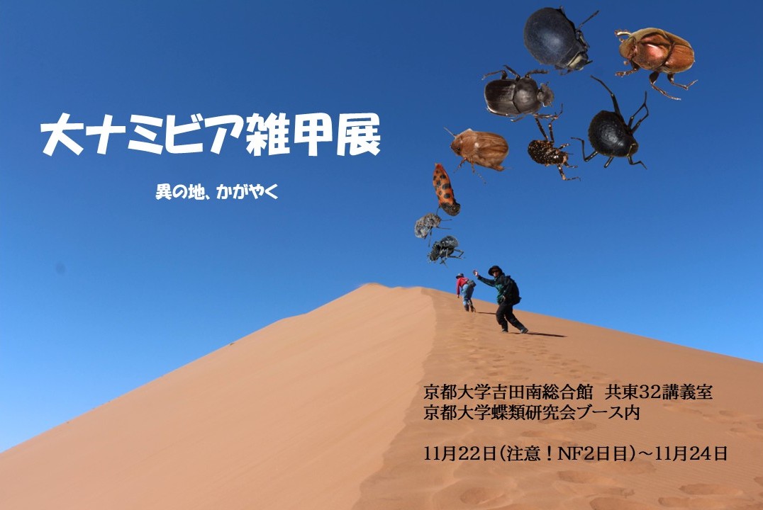 ざつこじきはNF二日目から蝶研のブースにてナミビア・東アジア・東南アジアの雑甲虫の標本・生体を展示します！ぜひ足を運んでください🪲