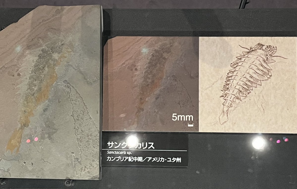 StarPredator247's tweet image. #火曜日は化石の日
#国立科学博物館
サンクタカリス
カンブリア紀に存在していた節足動物でサ原始的な鋏角類に分類されています。

移動する際は頭部から前方に伸びている脚よりもヒレを使って泳ぐ方が得意と考えられています。