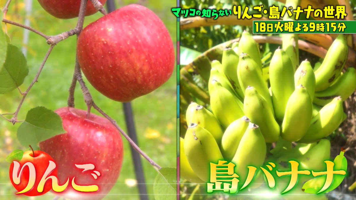 この後よる9時15分からは『マツコの知らない世界日本のフルーツが世界
