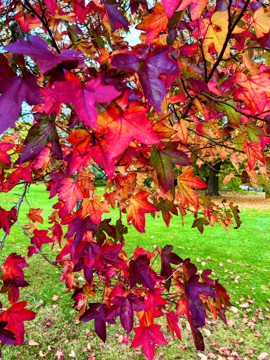 Fabulous autumn colours 🍂