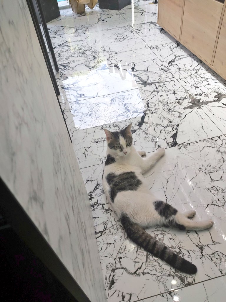 mrveekls's tweet photo. Para kazanma şeklimiz ektedir 😁😸😺 iş arkadaşım miyavlettin 🤣😁 https://t.co/Xz7Ns2AIr3