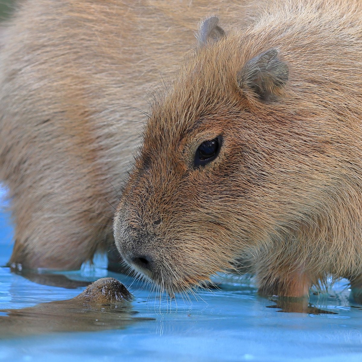 かぴばーです けろけろ (@capyanimal) / Posts / X