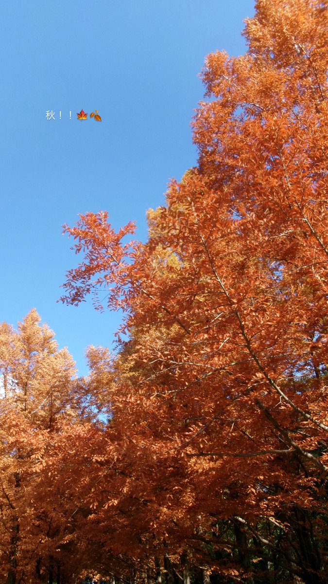moon__jan's tweet photo. 冬みたいな気温だけど秋感じてきた🍁 https://t.co/d5nr0nJ9ji