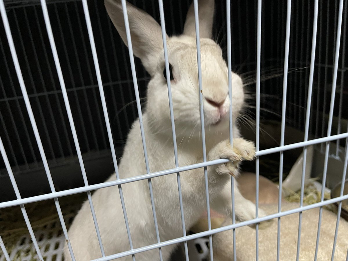 Oxql5c0's tweet image. 大きいキャリー出してきて、荷造り😁
ぐるぐる結んで入れていきます🐹🐀
クリスマスツリー仕上げ🎄
まだまだ作ります♪
#ローデンツ東京