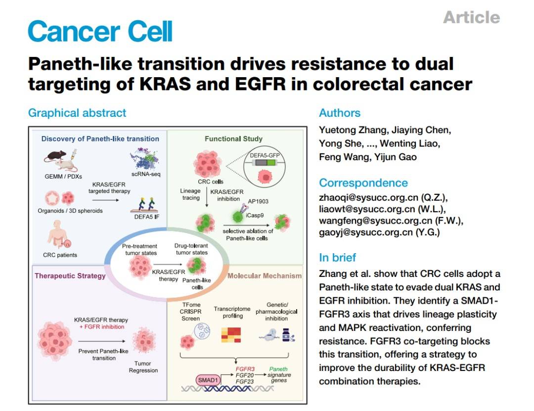 Oncologynewspro's tweet image. New on #CancerCell: @SYSUCC showed colorectal cancer cells can switch identity to “Paneth-like” cells under KRAS/EGFR combo pressure. SMAD1➡️FGFR3 axis drives the shift and drug escape. Targeting lineage plasticity = next-gen anti-resistance idea.#CRC #tumor