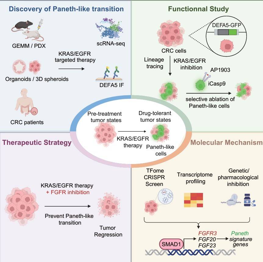 Oncologynewspro's tweet image. New on #CancerCell: @SYSUCC showed colorectal cancer cells can switch identity to “Paneth-like” cells under KRAS/EGFR combo pressure. SMAD1➡️FGFR3 axis drives the shift and drug escape. Targeting lineage plasticity = next-gen anti-resistance idea.#CRC #tumor