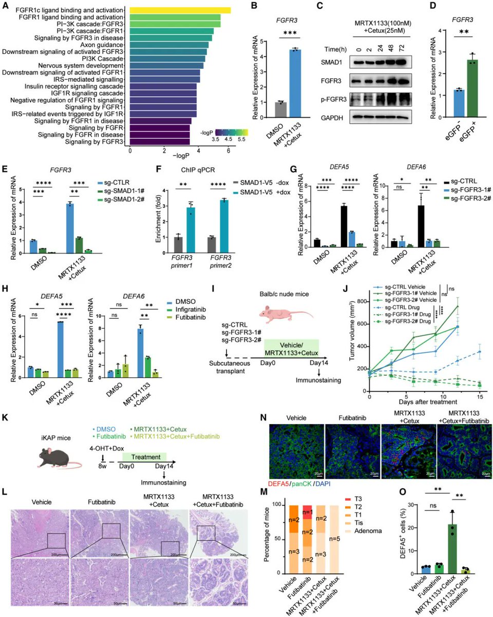 Oncologynewspro's tweet image. New on #CancerCell: @SYSUCC showed colorectal cancer cells can switch identity to “Paneth-like” cells under KRAS/EGFR combo pressure. SMAD1➡️FGFR3 axis drives the shift and drug escape. Targeting lineage plasticity = next-gen anti-resistance idea.#CRC #tumor