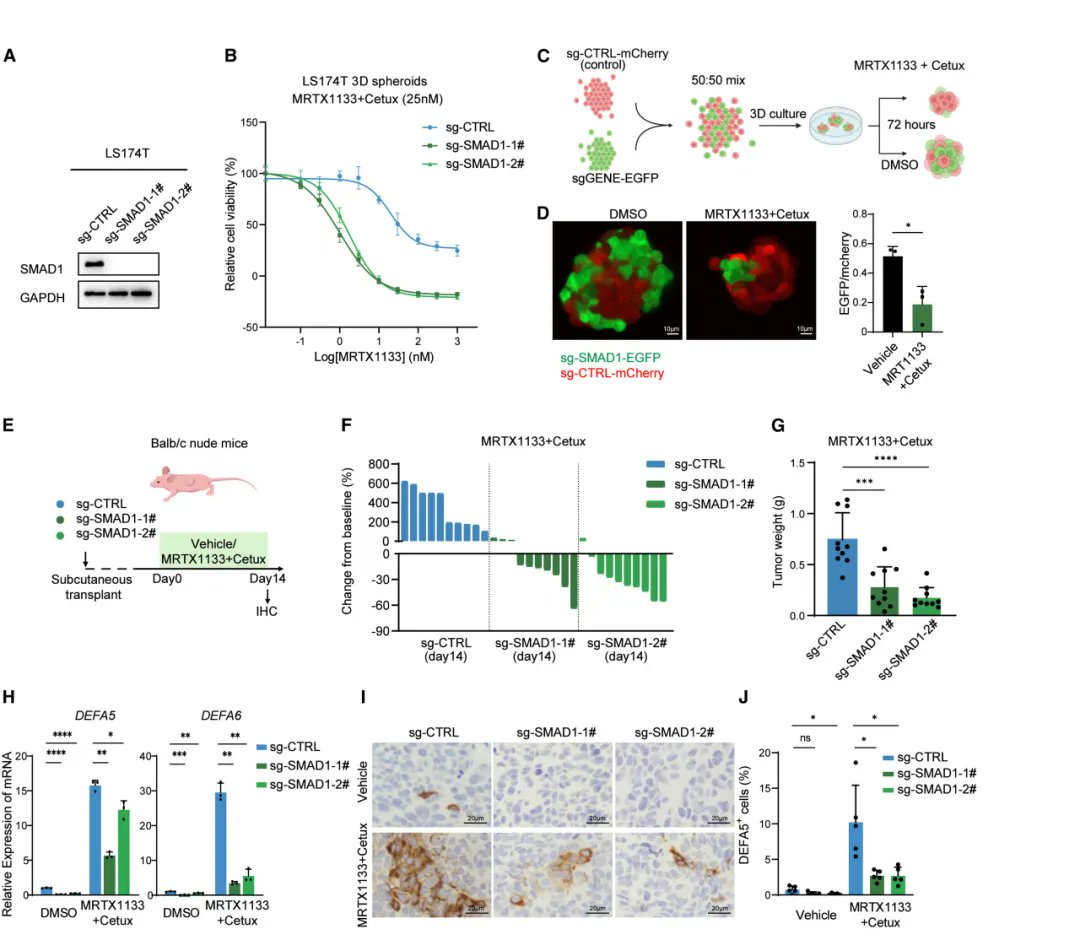 Oncologynewspro's tweet image. New on #CancerCell: @SYSUCC showed colorectal cancer cells can switch identity to “Paneth-like” cells under KRAS/EGFR combo pressure. SMAD1➡️FGFR3 axis drives the shift and drug escape. Targeting lineage plasticity = next-gen anti-resistance idea.#CRC #tumor
