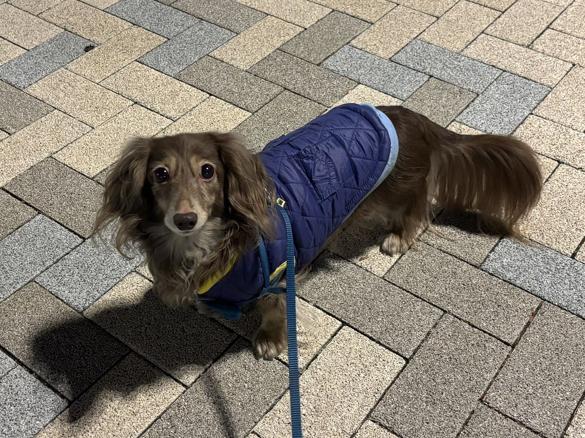 tibi_makiusa's tweet image. 11月18日18時過ぎ、昨夜の天気予報で「明日の夕方から寒くなります」と言ってましたが、夜散歩のとき、吹いてたのは南風なのに寒く感じました❗️
今シーズン初めて冬用コートを着てきてよかったです✌️
#犬好きさんと繋がりたい