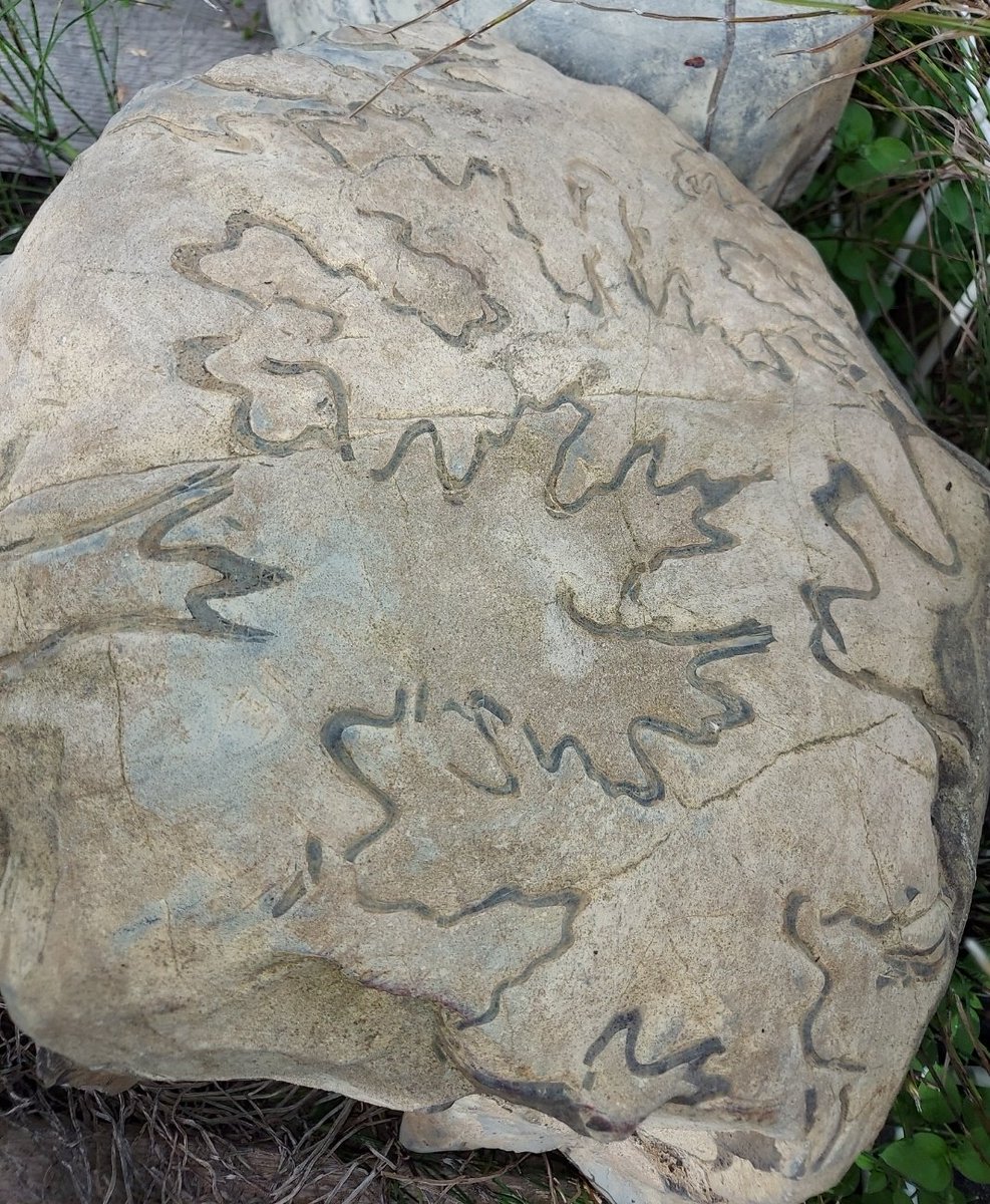 towaainutronica's tweet image. フォルダ整理してたら巨大ノジュールの画像がでてきた
地元猟友会の先輩と行った川で拾って、帰り重すぎて記憶がとんだ
#アンモナイト　#化石　#fossil