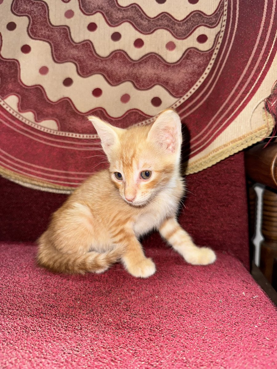 _devalopr's tweet image. Here’s another product of kitten factory