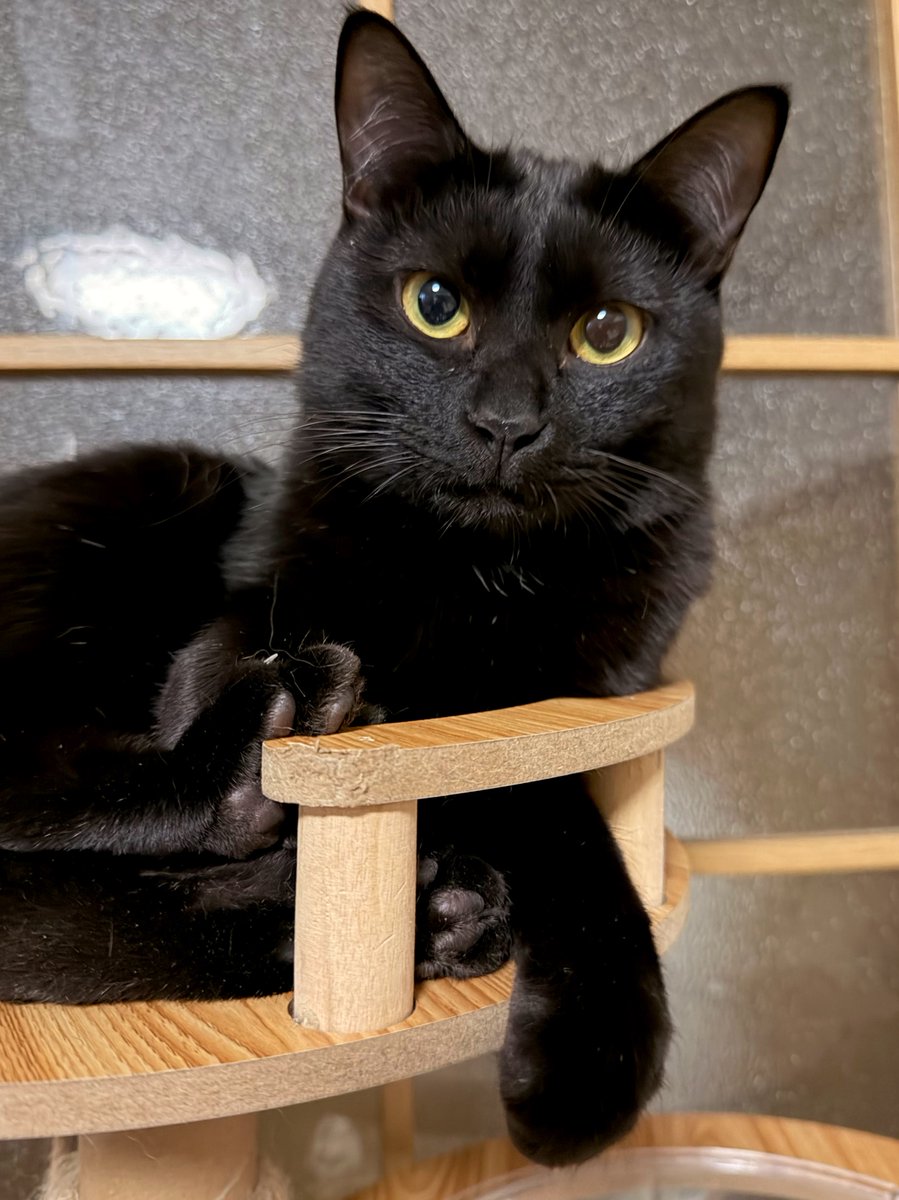 パンツ被ったような模様にみえる