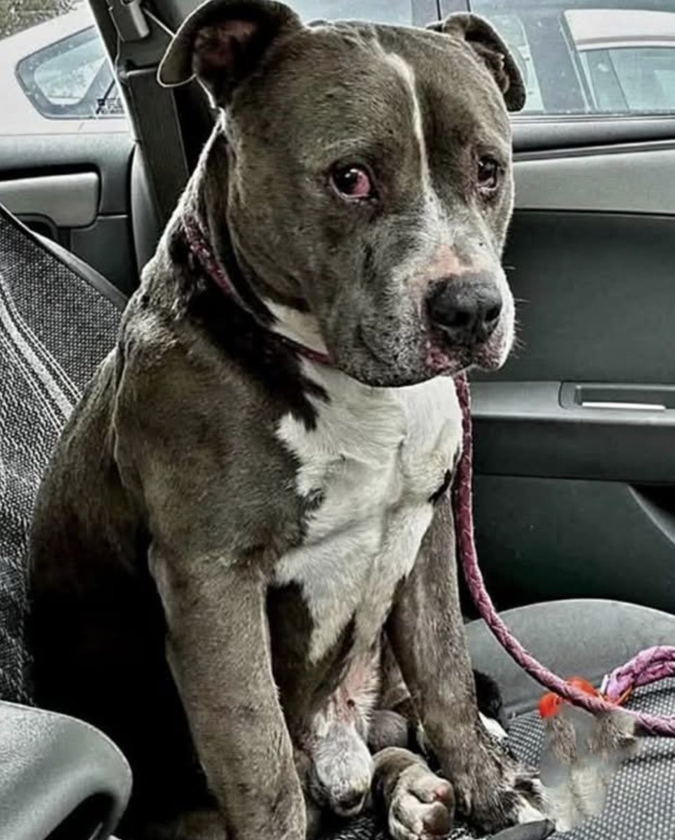 "Il a presque 9 ans et c'était un invisible. Beaucoup sont passés devant lui en l'ignorant, à cause de quelques poils blancs...
Mais aujourd'hui, il n'est plus un numéro de cage.
Quand il est monté dans  la voiture, il n'a pas sauté, il n'a pas aboyé... il a juste regardé son