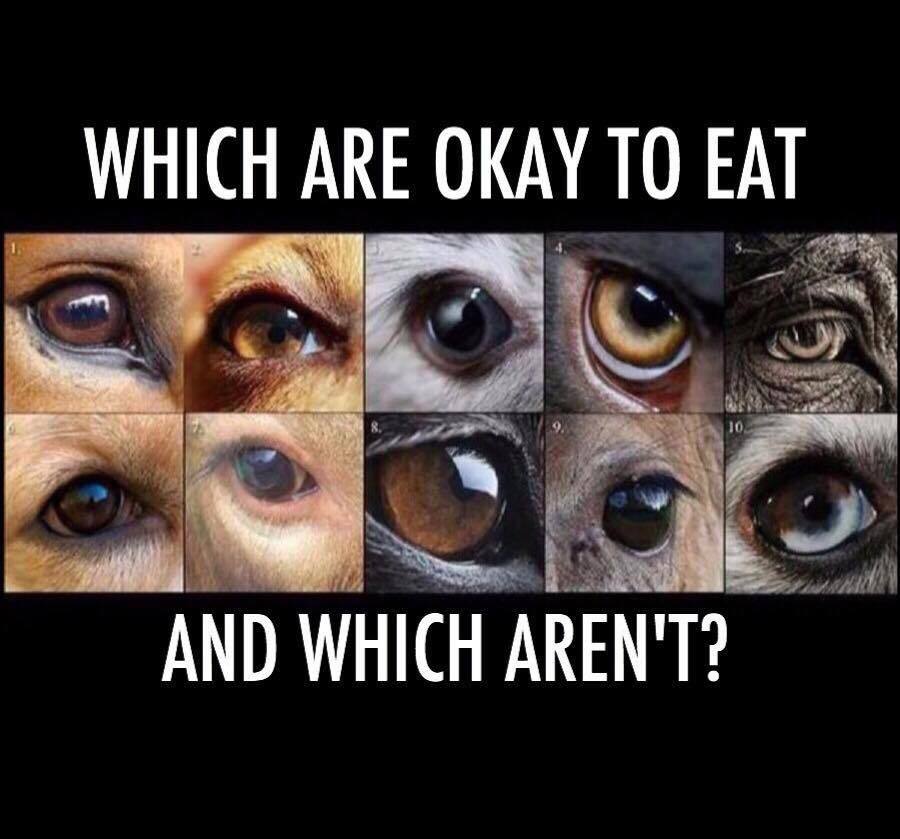 Ⓥ Vegan Activist Girl 🌱🐂🐟🐷🐒🐶🐺 (@vegan_girl_69) on Twitter photo 