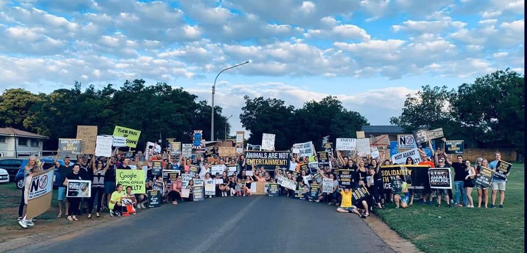 🎪📢 JOIN OUR CIRCUS PROTEST THIS SATURDAY! 📢🎪

This Saturday, we will give a voice to the animals confined at the shameful traveling animal #MclarenCircus 🐅🐫🦁

📅 DATE: 22 November 2025
🕑 TIME: 14:00 - 15:00
📍 LOCATION: Corner Lenchen Ave &amp; John Vorster Dr, Centurion