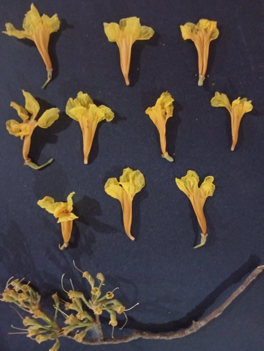 La NATURA se CLASIFICA
Con la experiencia del Botanico E. Sanoja se despejó la duda: el Flor Amarilla del Liceo Concepción Mariño en Puerto Ordaz es un Handroanthus guayacan (Guayacán). 
Se ve el árbol y la comparación de las flores de H. chrysanthus (Araguaney) y del Guayacán