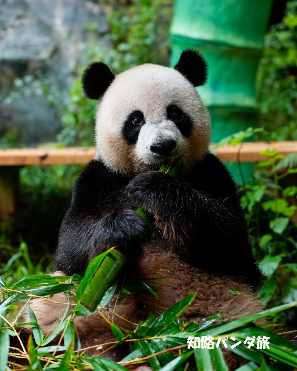 zhiluniannian's tweet image. 2025/8/06 #広州長隆野生動物世界。三つ子の真ん中、シュワイシュワイ(#帥帥)くん。一度見たら忘れられないぐらい濃～いお顔立ちです😚💕現在11歳👍

#panda #ShuaiShuai #GuangZhouChimelongSafariPark