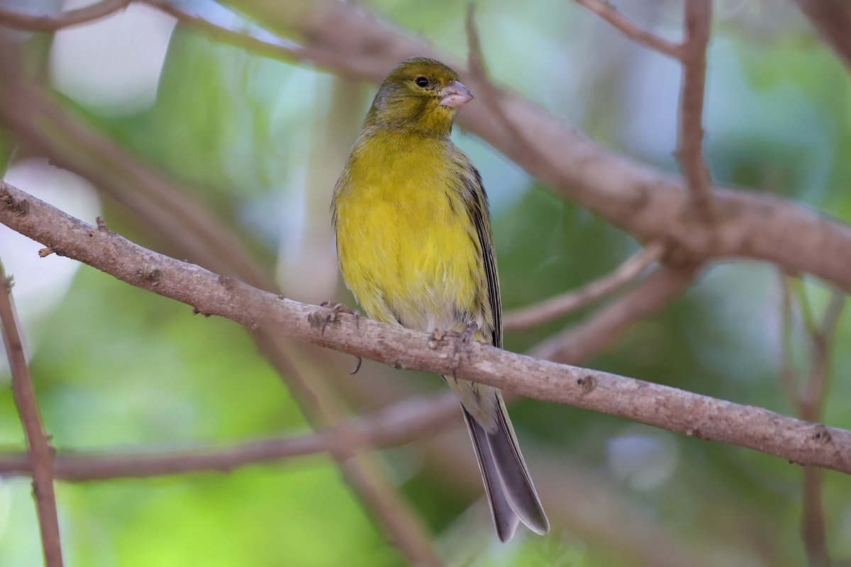 jamiesample99's tweet image. Atlantic Canary and Ultramarinus African Blue Tit in the trees right above my head in Betancuria, Fuerteventura. 04 Nov 2025