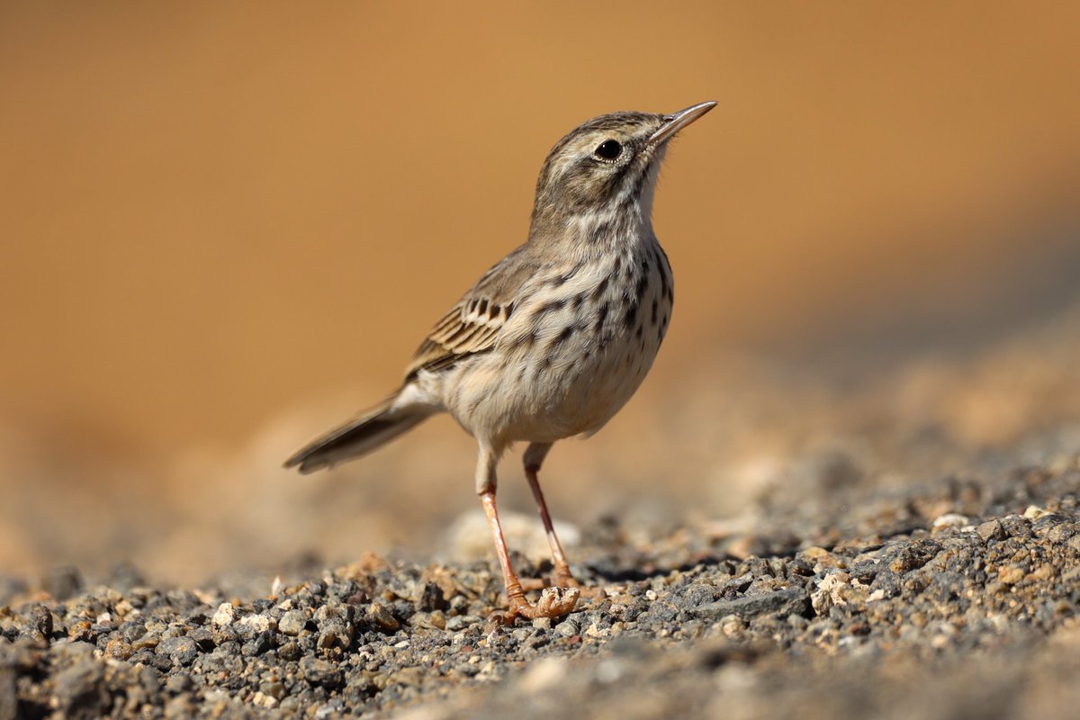jamiesample99's tweet image. Both the Berthelot's pipit and the Ravens were super confiding at Mirador de las Penitas, Fuerteventura, 04 Nov 2025