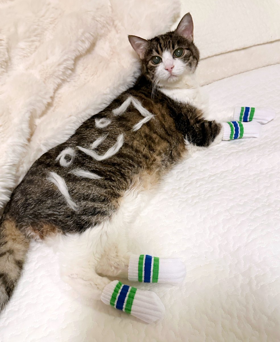 靴下 を 履い た 猫