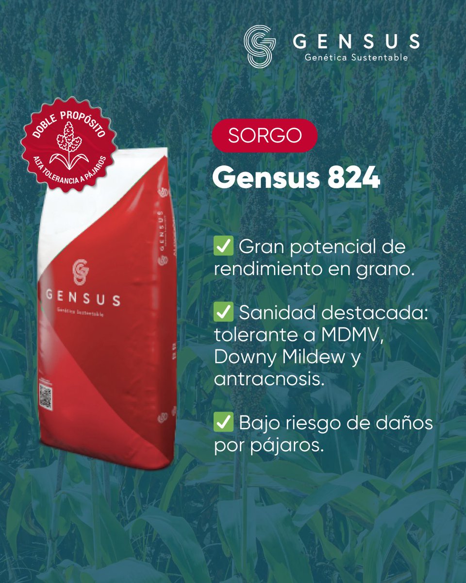 GensusArg's tweet image. 🌾 El sorgo es una alternativa estratégica para diversificar tu producción.

Conocé nuestros híbridos, pensados para maximizar el rendimiento y cuidar la sanidad del cultivo.

📲 Consultá con nuestros técnicos en gensus.com.ar

#SorgoGensus #Sorgo