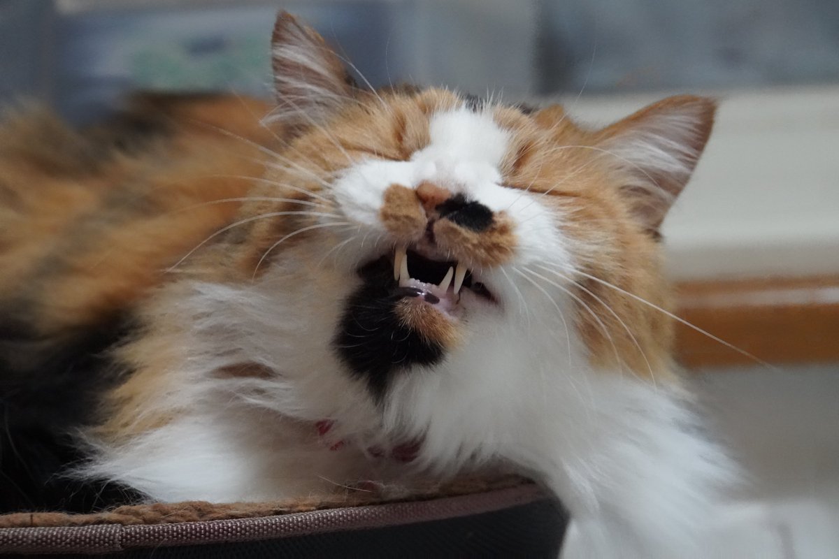 uBg3tA5OFRdyFQS's tweet image. おニャすみー💤
#毎日が猫の日 #猫好き #保護ねこ