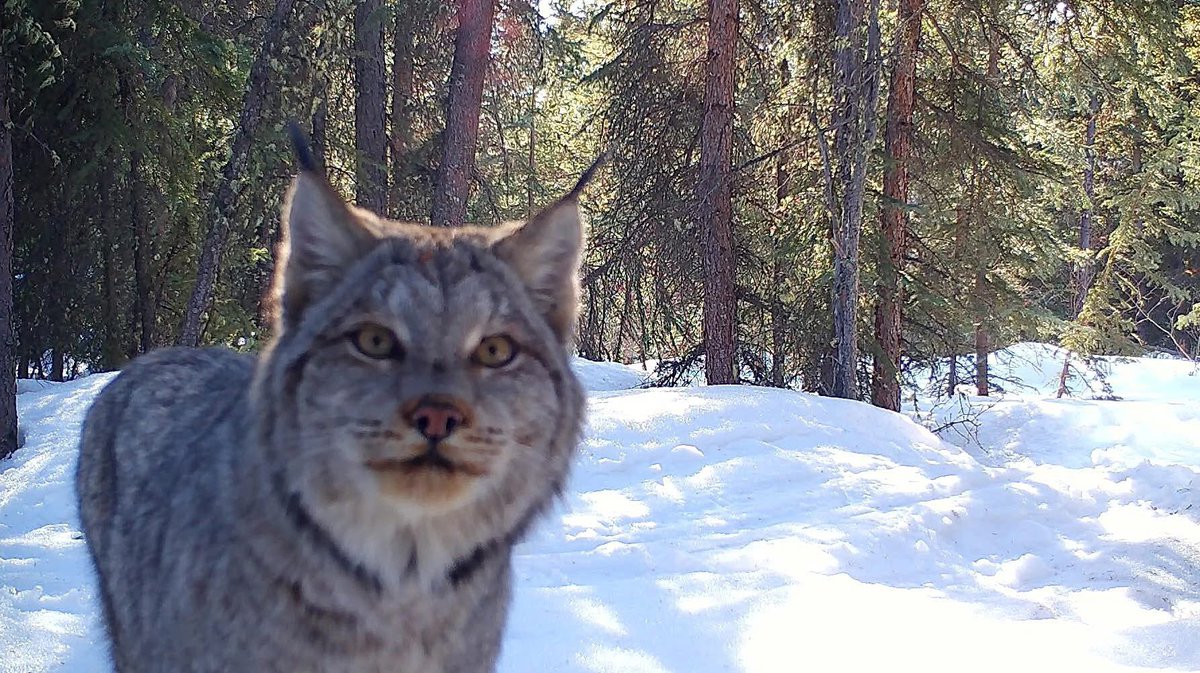 trailcam (@trail_cams) on Twitter photo 