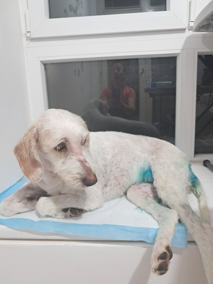 🚨💫Bella🚨🐾Za troskove veterinara uplaceno je 14000 din☑️Hvala ♥️ Ukupni troskovi su 21 000 ako zelite da pomognete novac mozete uplatiti na racun 
160-5100103263657-53 
Ljiljana Blagojevic ul Gradiste br 15 Beograd‼️🐾Ko zeli da mu uplata bude javna stavite u komentar uplatu☑️