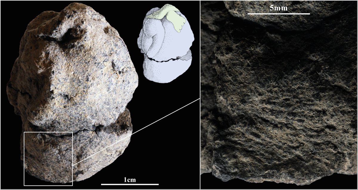 📸👇The fingerprint of the #Natufian young adult/adult female who meticulously modeled the clay figurine of a woman and a goose 12,000 years ago in Nahal Ein Gev II. 
Details in <a href="/PNASNews/">PNASNews</a> 
doi.org/10.1073/pnas.2…