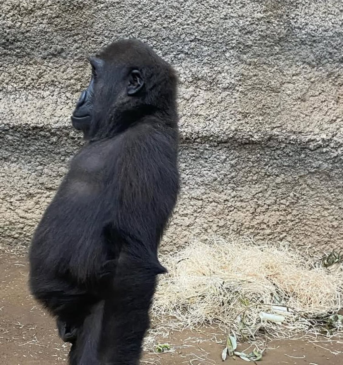 Monkey of the day tweet media