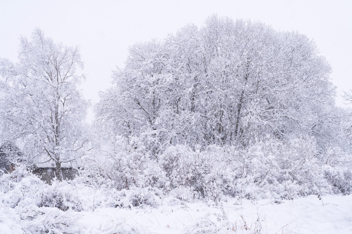 Heavy snowfall occurred last night in central and eastern part of #Estonia. Locally over 25 cm of snow fell over night. Here are my photos from Väike-Maarja.