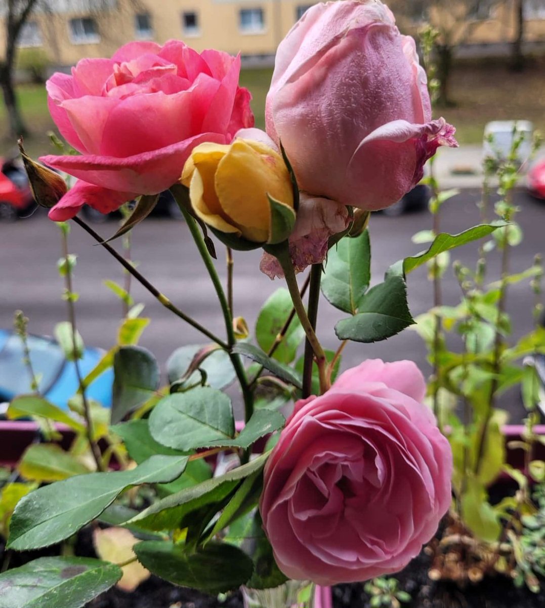 Letzte Rosen 
im November in Berlin-Mitte
