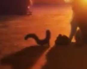 ryoplushie's tweet image. this is the bug in bug films